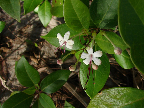 Seaside clerodendrum